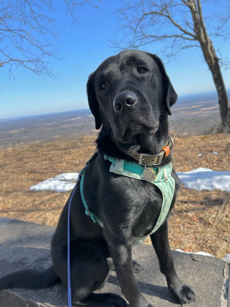 Pup on program Rex sits on stone surface overlooking a patch of snow and a beautiful valley below