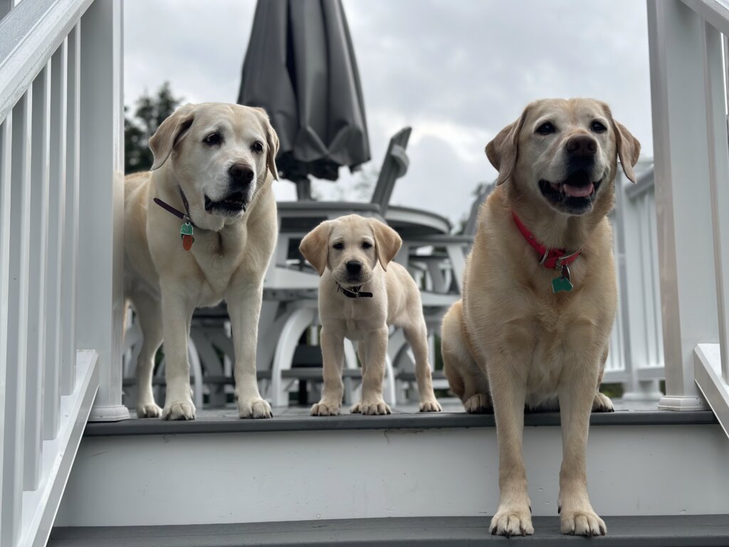 Young pup Pearse poses on the top step of a deck with patio furniture between two older yellow Labs