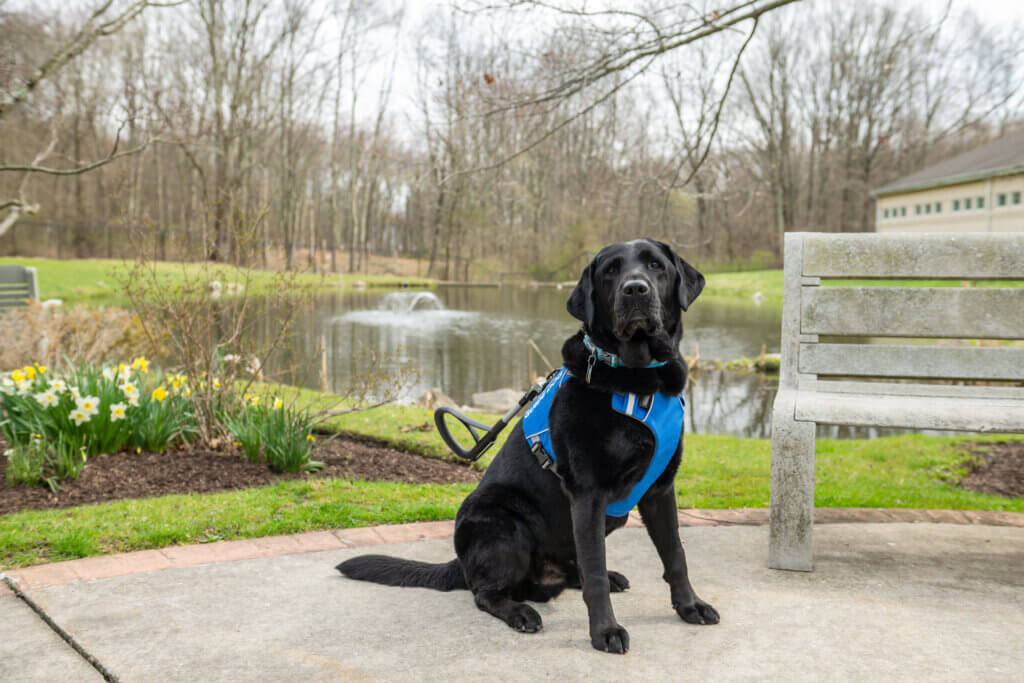 Black Lab in blue guide dog harness sits by a pond and a bench outdoors.