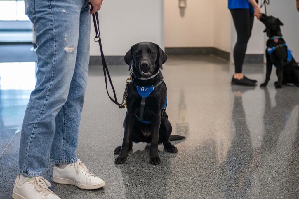 Black Lab in blue Future Guide Dog vest sits on the floor beside a raiser in jeans.
