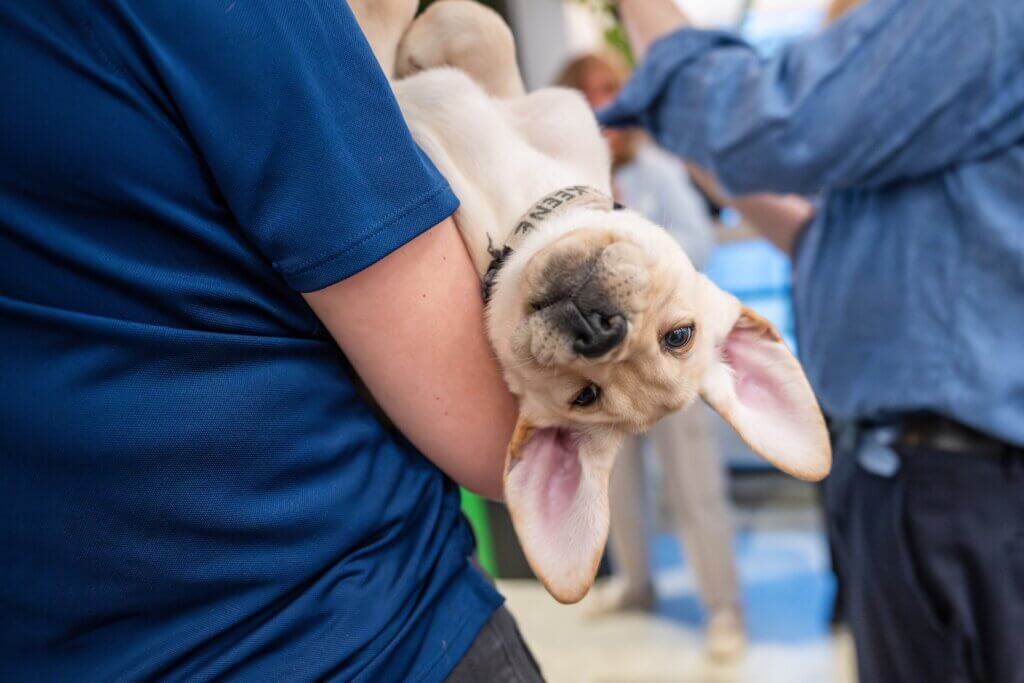 Yellow Lab puppy looks up while being gently held by a handler.