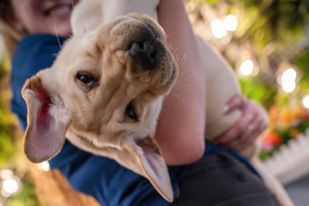 Yellow Lab puppy lies upside down in handler’s arms, ears hanging with lights in the background.