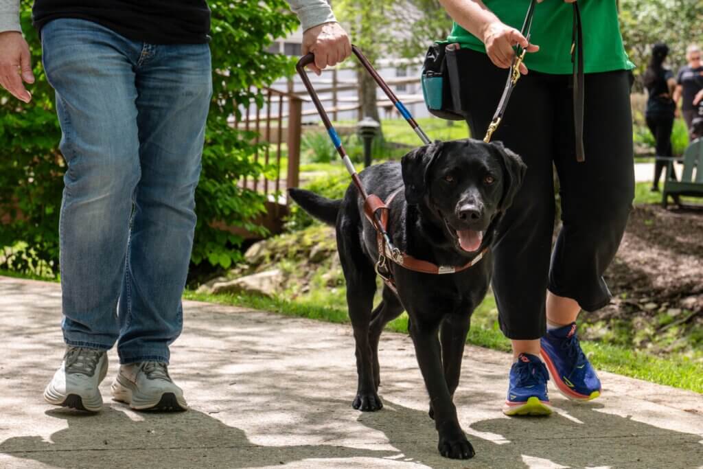 Black Lab guide dog leads two people walking together on a sunny path.