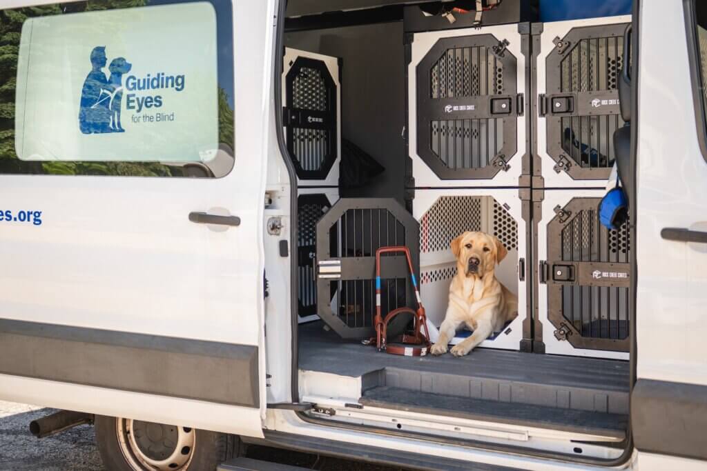 Yellow Lab rests inside an open travel crate in the back of a Guiding Eyes transport van as a harness leans on the crate door.