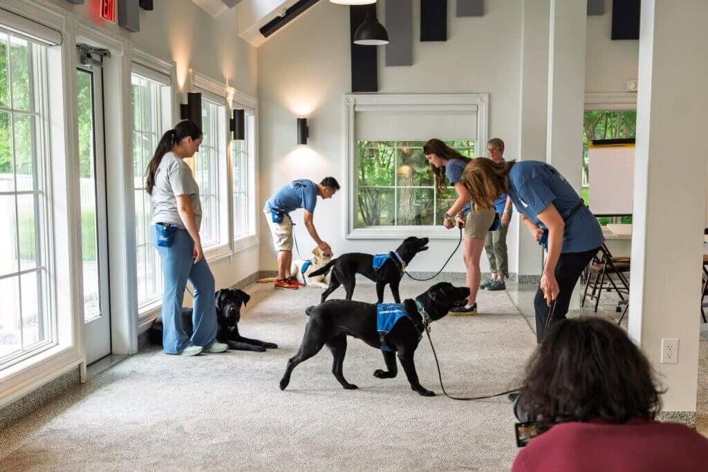 Raisers work with several black Labs in blue Future Guide Dog vests inside the Carriage House on Yorktown campus.