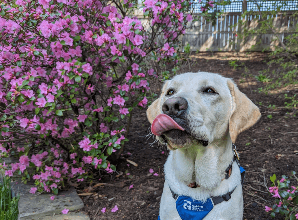 Keeper, in Future Guide Dog vest, poses in front of a pink azalea and licks the wind with his tongue