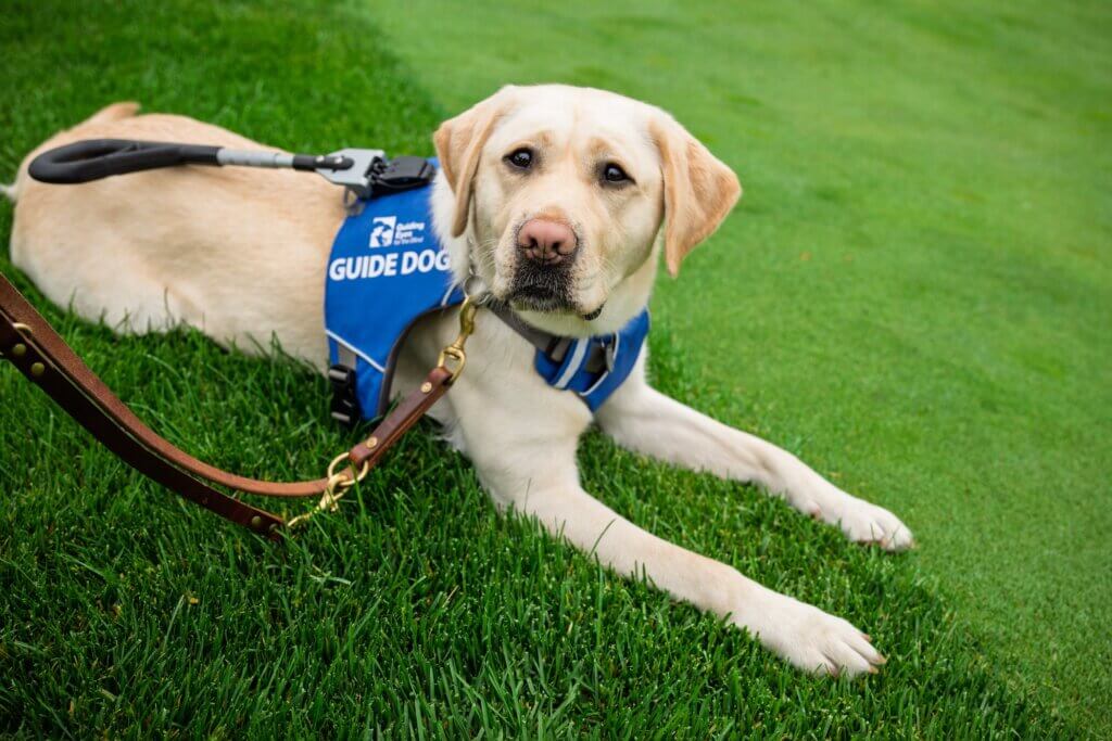 Yellow Lab guide dog in blue Unifly harness lies on green grass.