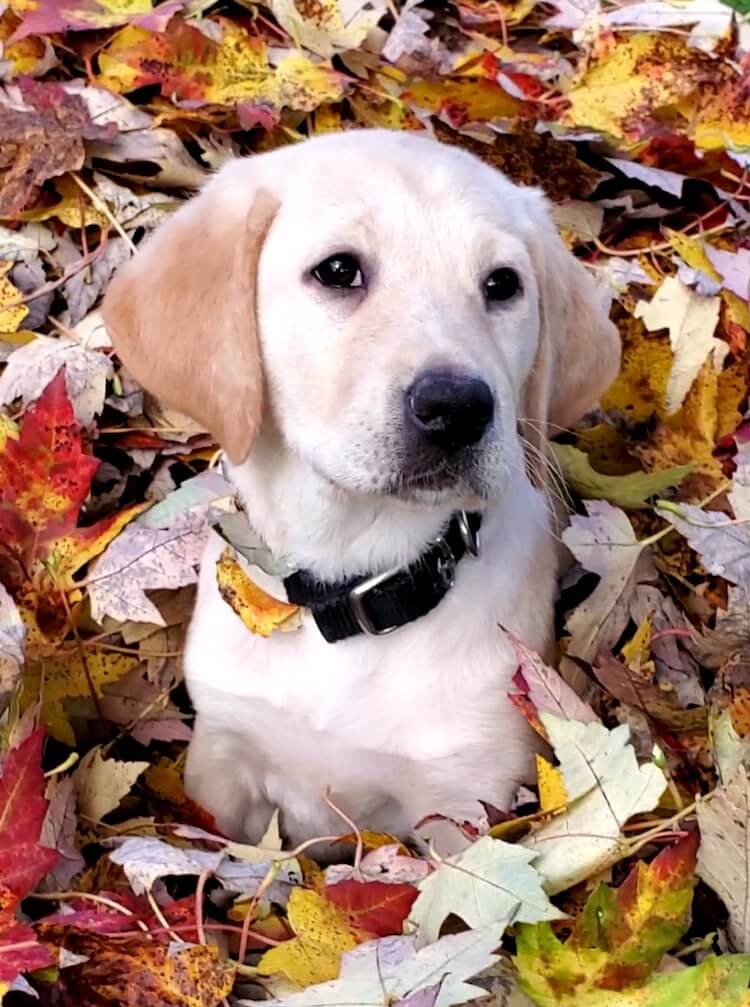 Yellow puppy Coral sits in colorful fallen leaves