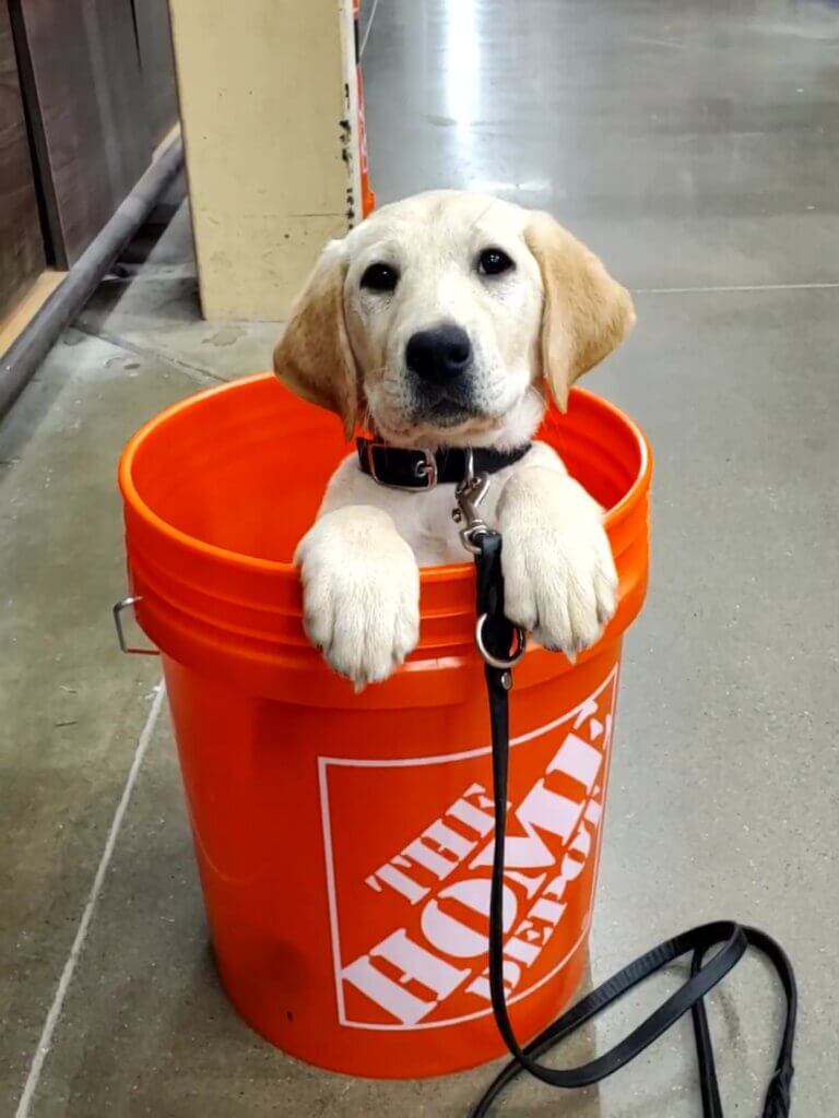 Yellow puppy Coral sits in an orange Home Depot bucket with paws on the rim and and adorable expression