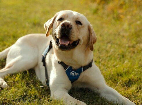A yellow Lab with a happy expression lies in the grass and his Future Guide Dog vest is visible at his chest