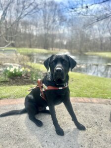 Black Lab guide dog Hoagie in harness near Yorktown campus pond