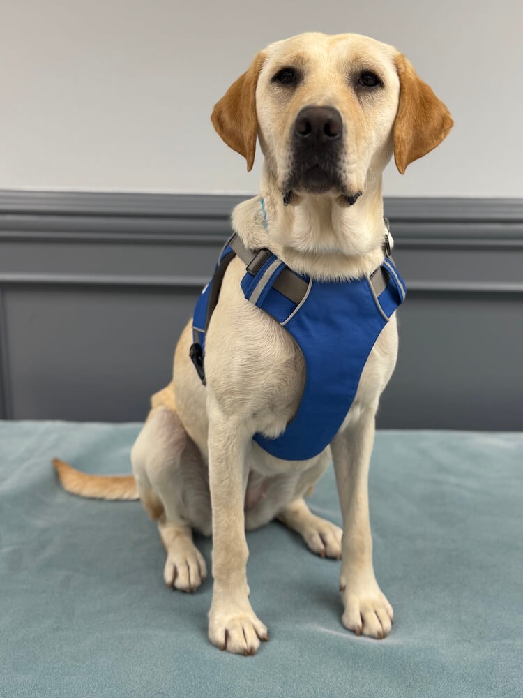 Yellow Labrador Guide dog Coral sits in a blue harness with head up in formal portrait