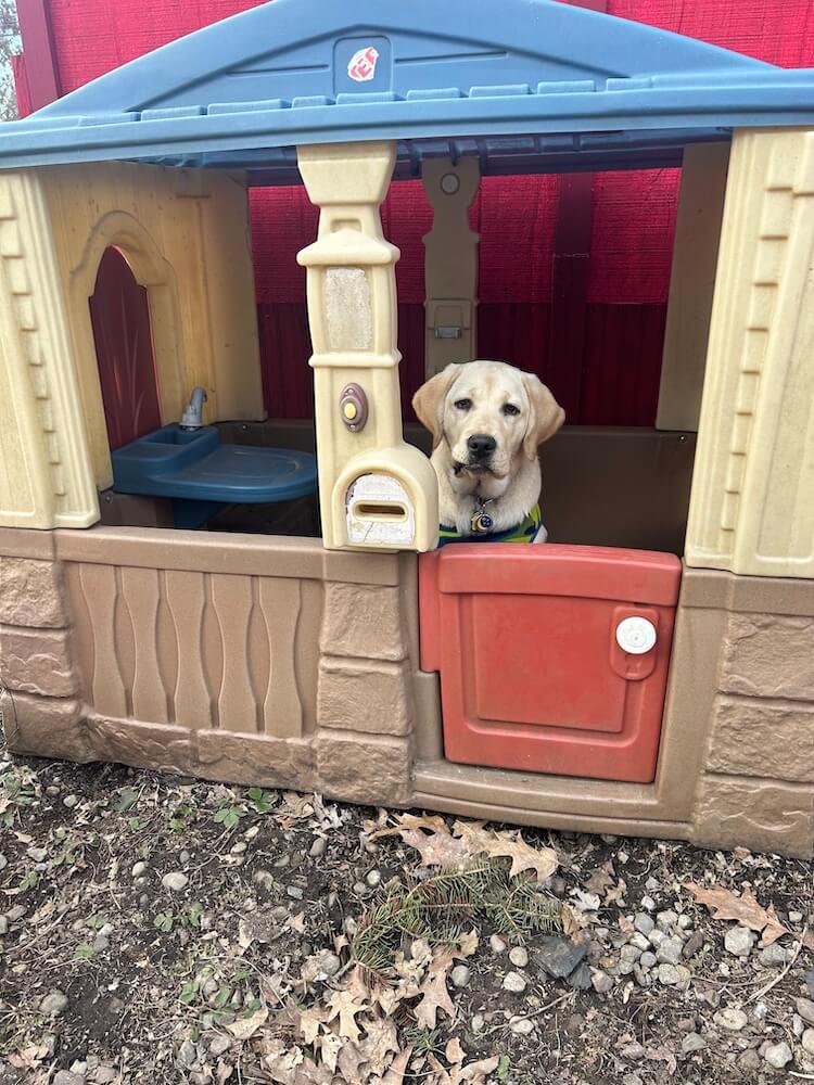 Pup Dream wears a comical expression looking out from a plastic children's playhouse
