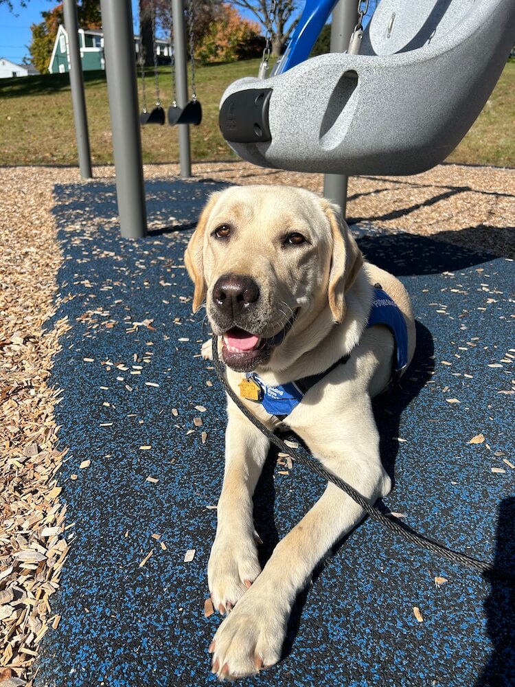 Dream lies happily in the sun near playground swings