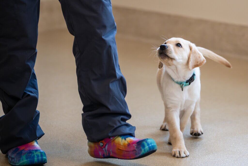 Yellow Lab puppy looks up at handler wearing rainbow clogs during training.