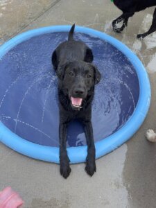 A black lab lays down on a splashpad, surrounded by multiple streams of water. 