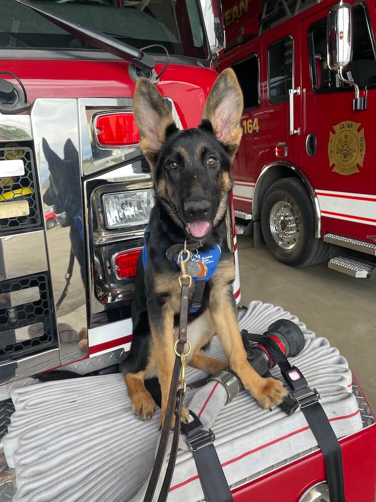 GS puppy Rogues sits on the bumper of a fire truck