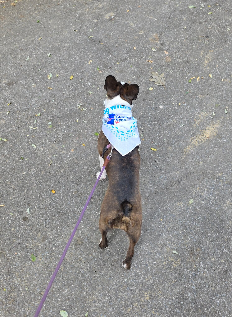 A small brindle colored dogs walks away wearing a Wagathon bandana