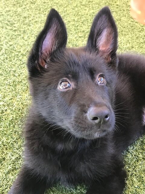 Black German Shepherd puppy Sweeney lies in grass with ears straight up