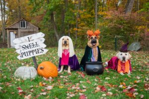 Pearl Dondie Apricot