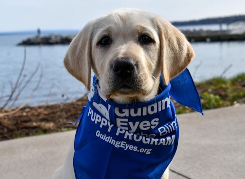 A Yellow puppy sits against a seaside background wearing and oversized blue Guiding Eyes bandana