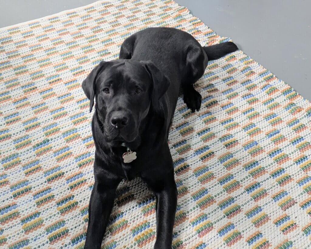 Black Lab pup Quake lies on a patterned rug with head up