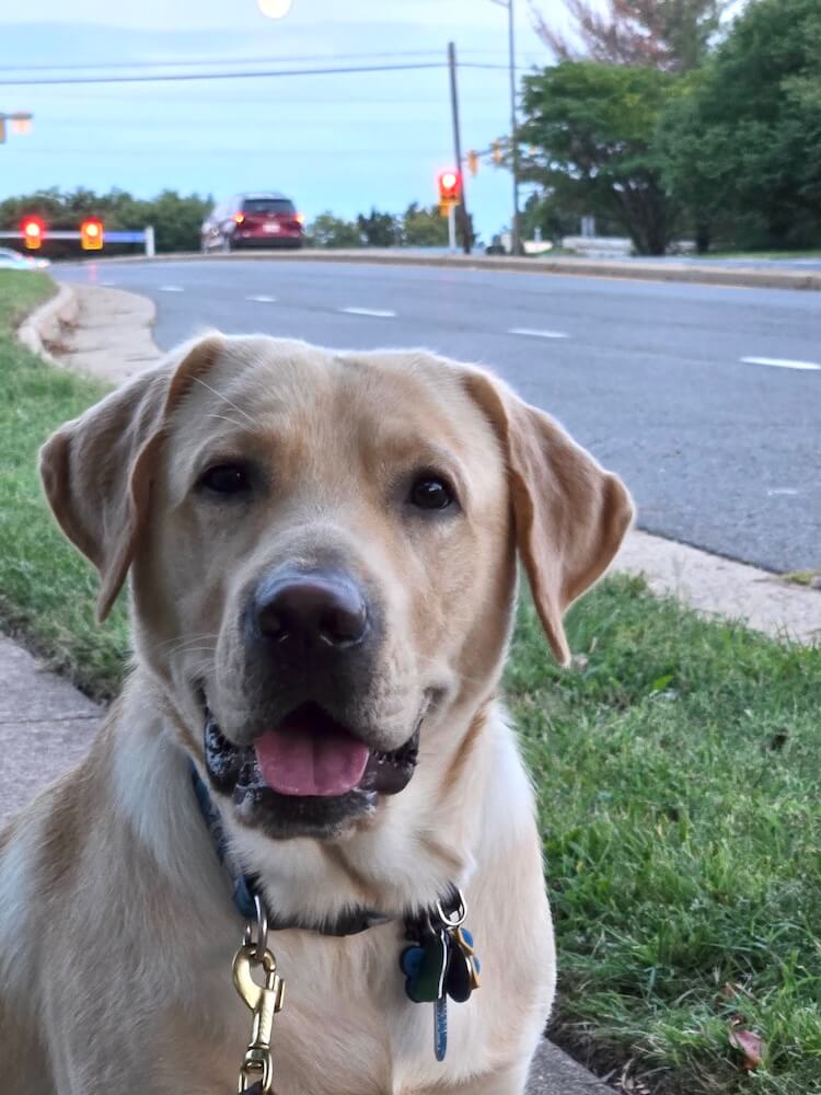 a close up of yellow Lab Kingdom stopping on the sidewalk with a highway behind him