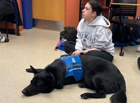 Pup on Program Gilderoy (AKA Gilly), an all-black German Shepherd, wearing a blue Guiding Eyes “future guide dog” puppy vest, while settling on the floor.