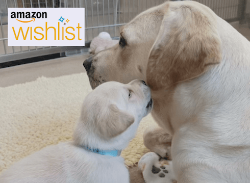 Amazon Wishlist logo over a little yellow puppy with blue collar straddles his mother's leg and presses his nose to her ear