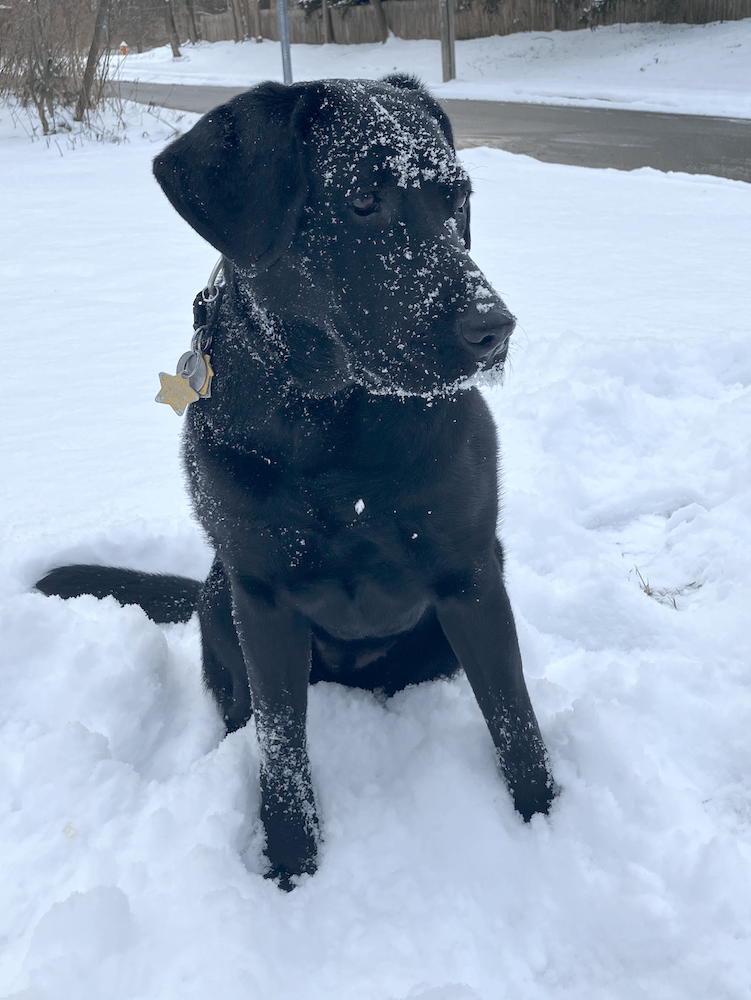 Black pup on program Vega sits in snow and it's sprinkled all over her face