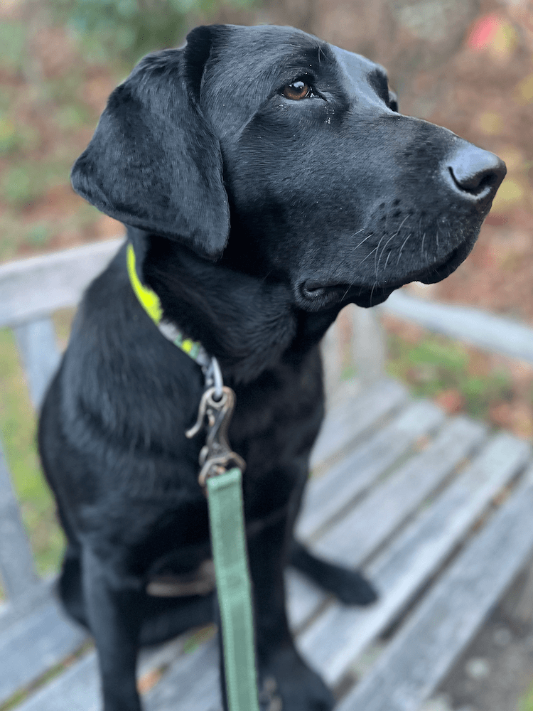 A close up of shiny black Vega sitting on a wooden bench