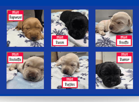 Individual photos of 6 newborn puppies: black Labs Raisin and Rumor, and yellow Labs Rapunzel, Risotto, Rockette, and Ruffles, all sleeping on patterned blankets.