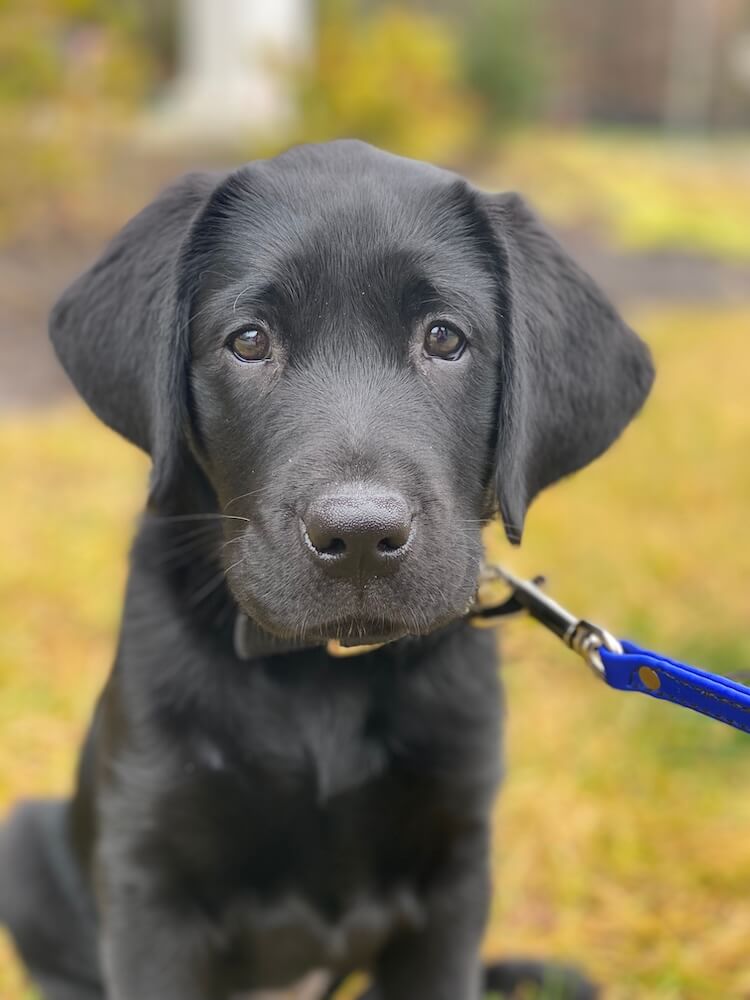 Little black Lab puppy Omari looks seriously at the camera while on leash outside