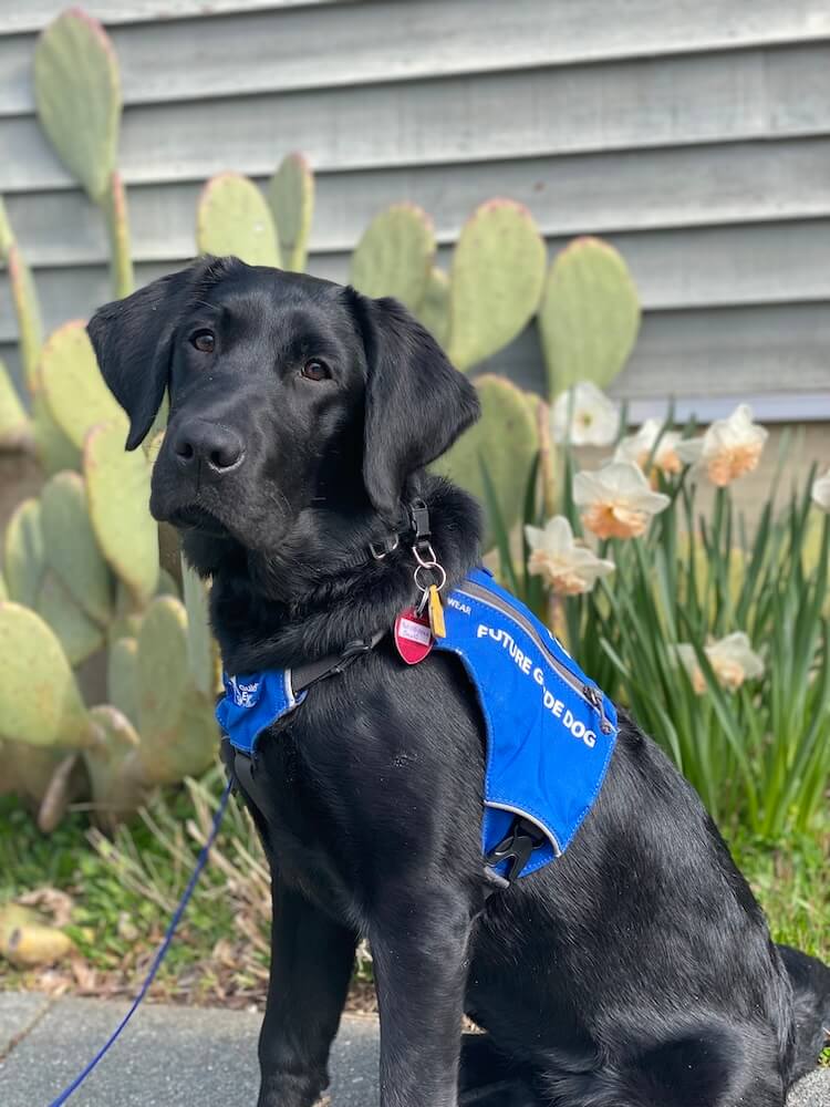 Omari represents well in her Guiding Eyes Future Guide vest at a flower garden