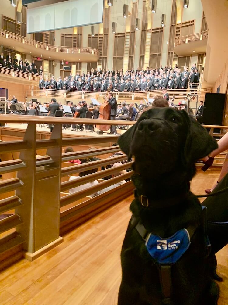 Black Lab Omari sits attentively at a concert hall with a full orchestra and choir