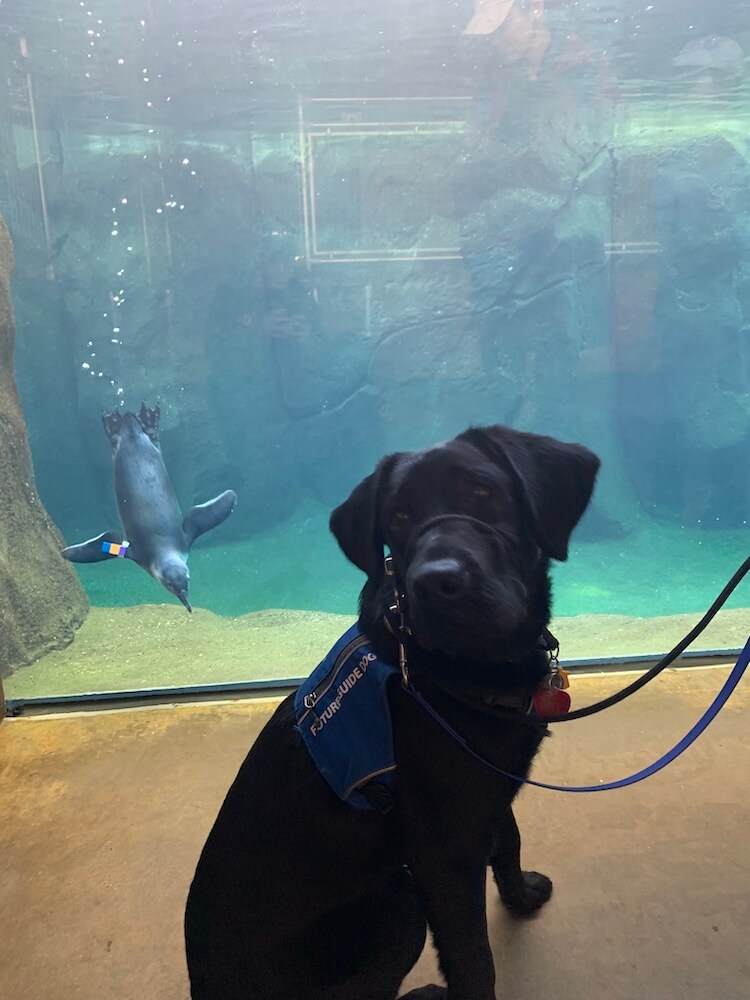 Pup Omari sits in front of a tank that displays a diving penguin at the Baltimore zoo