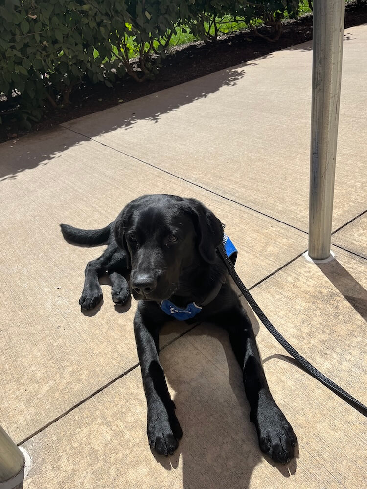 Black pup Varsity lies on a sidewalk in the sun