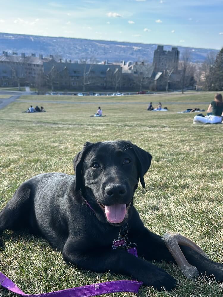 Pup Fianna lies on a long hillside looking down towards university buildings and the mountains beyond