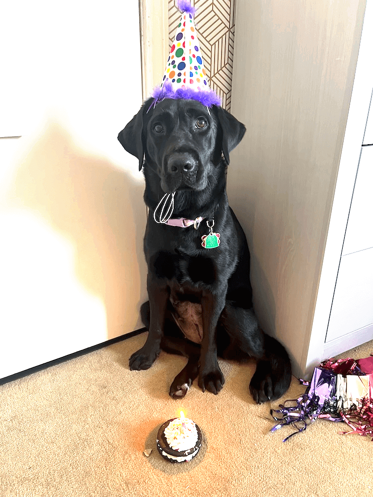 Fianna sits tall in a corner with an inquisitive face while wearing a pointed birthday hat with a doggie cake in front of her on the floor.