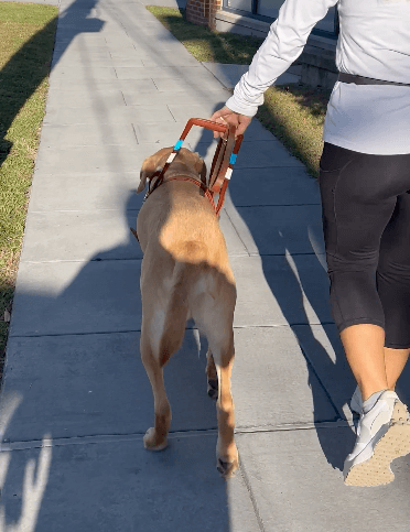 From behind yellow guide Filbert walks with purpose down a sidewalk beside his handler