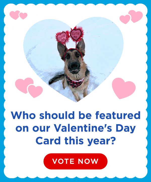 Animated GIF featuring Valentine’s Day dog photos sliding through a heart-shaped frame. Text reads: Who should be featured on our Valentine’s Day card this year? Vote Now.