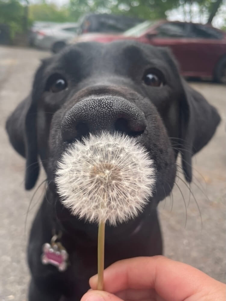 Black Lab pup Fianna wears a pointed birthday hat as she sits up tall and wide eyed