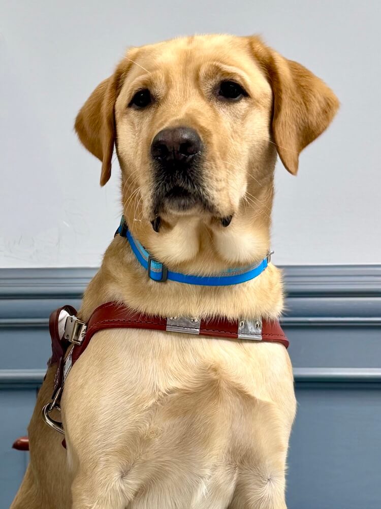 Closeup of yellow Lab guide dog Filbert against a gray backdrop