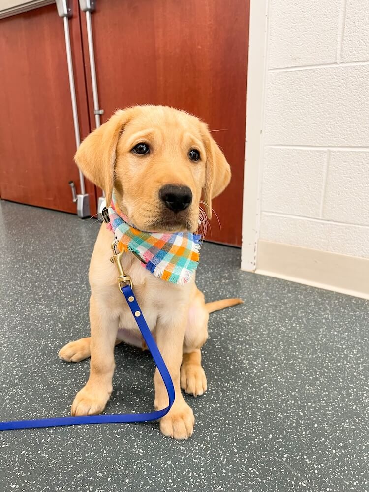 Little puppy Filbert wears a plaid bandana and sits patiently