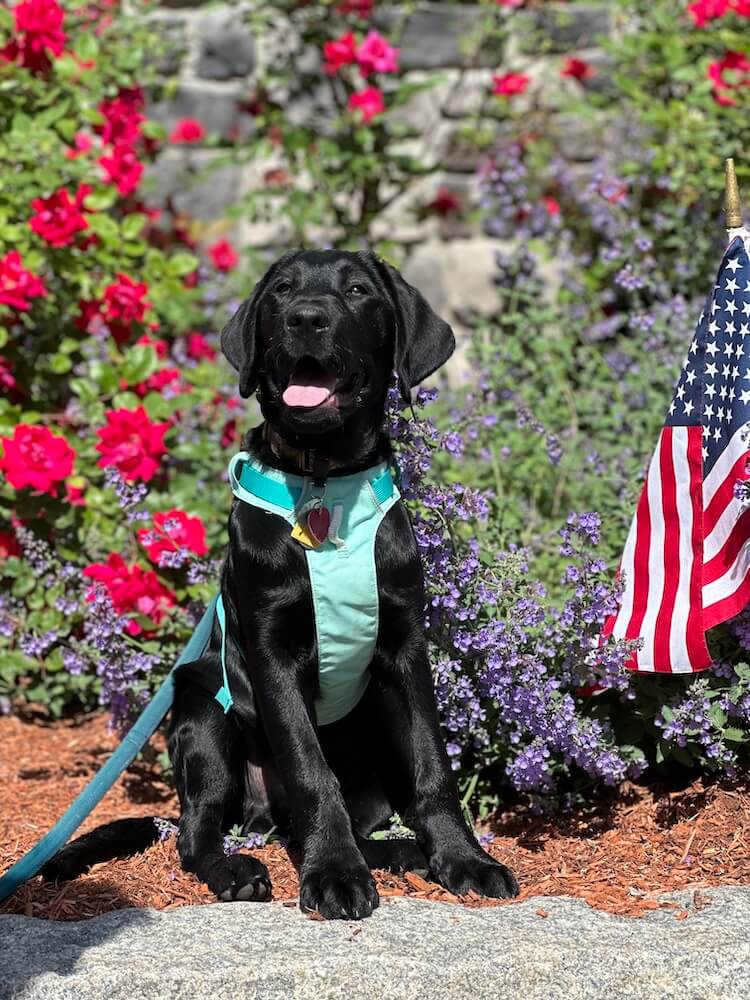 Black Lab pup Fabian happily poses in front of red blooming flowers and a USA flag