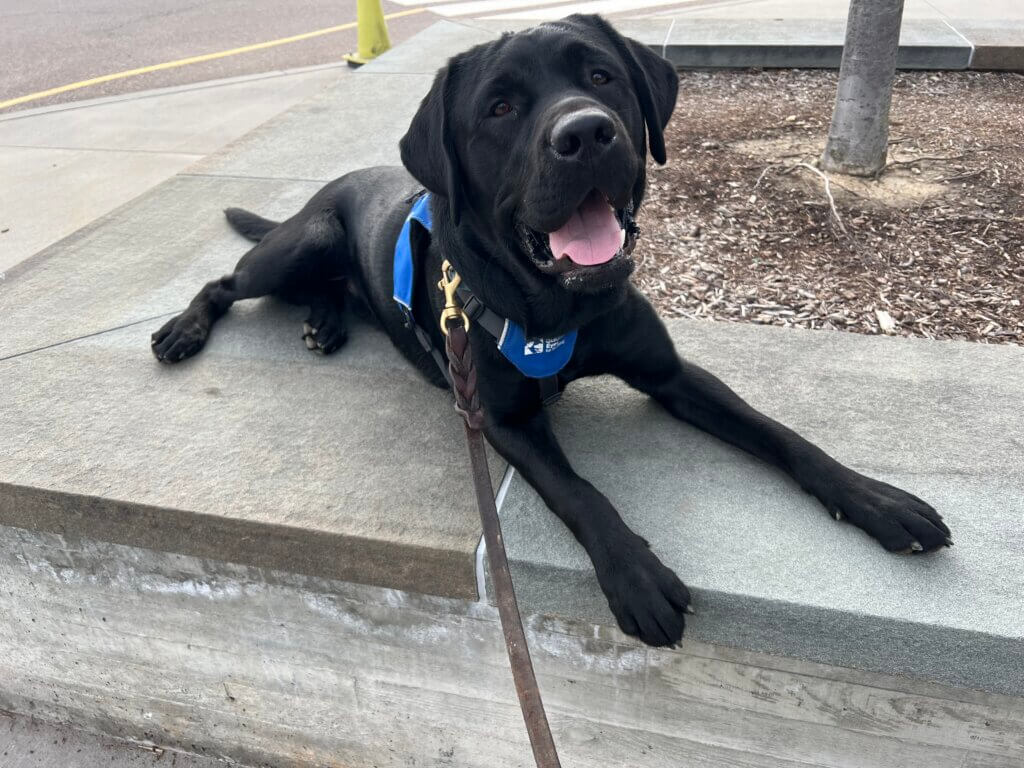 Helix has an open mouth smile as he lies on a sidwalk in Future Guide vest
