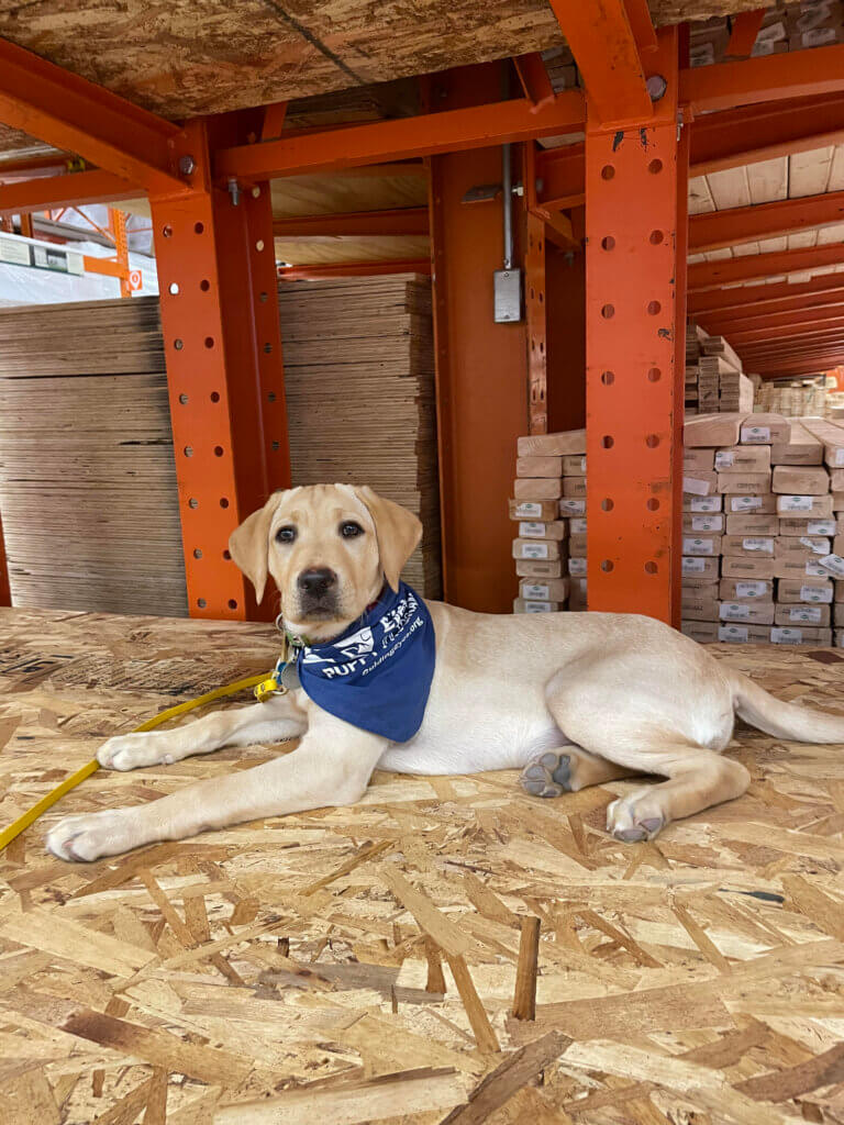 Lucia lies on a pile of wooden waferboard in a warehouse setting
