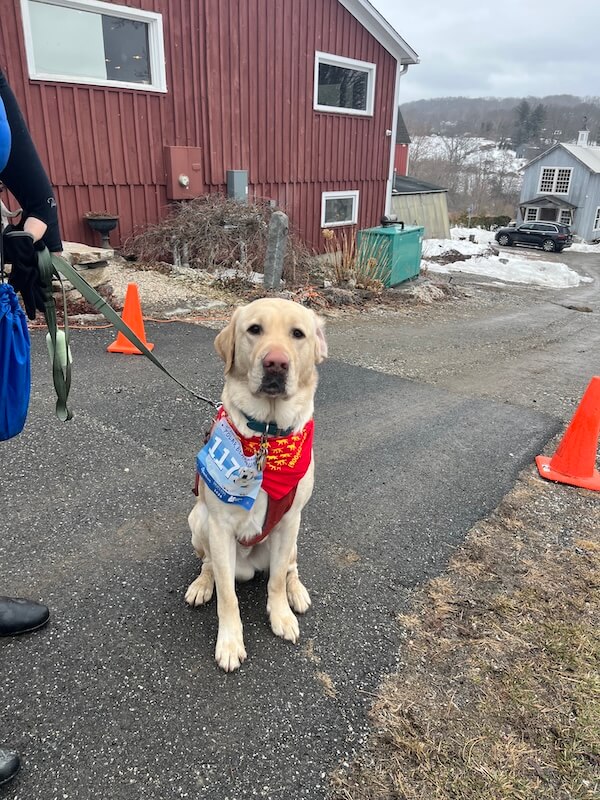 Pup on Program Guiding Eyes Polar wears a red bandana and a PBR bib at the finish line
