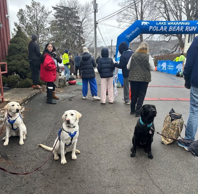 At the finish line various Guiding Eyes dogs sit patiently among the activity