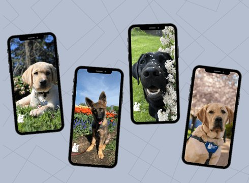 Four iPhones each with different Guiding Eyes dogs as wallpaper